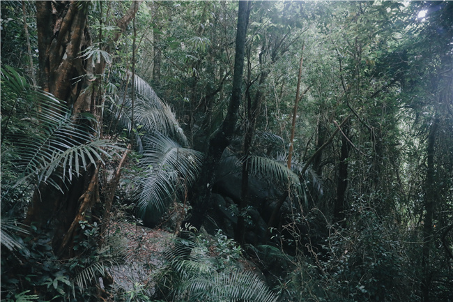 只缘身在此山中 寻觅海南七仙岭的“绿野仙踪”