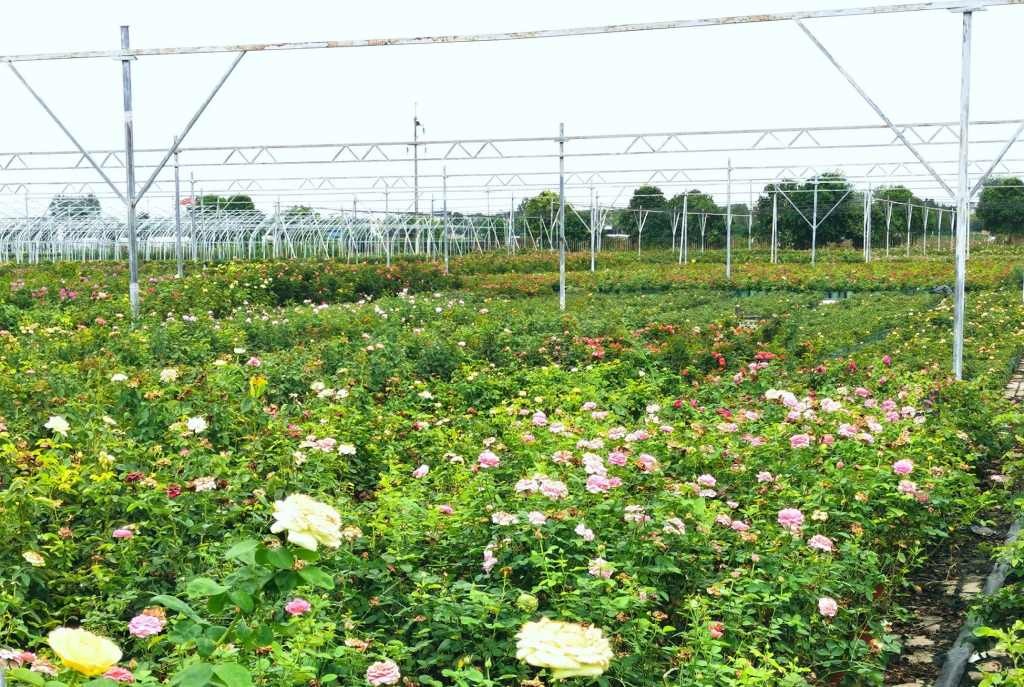 南阳月季美城富民 三产融合谱华章