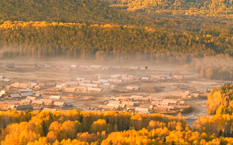 喀纳斯，秋叶黄！