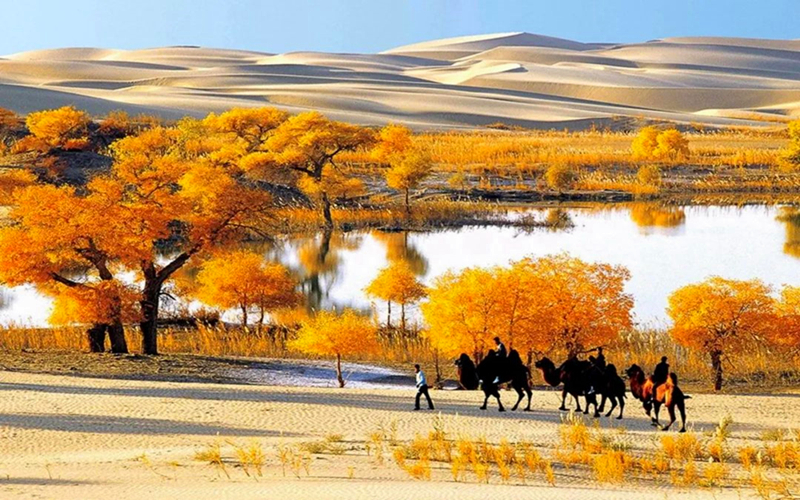 【云游巴州】大漠胡杨•醉美巴州