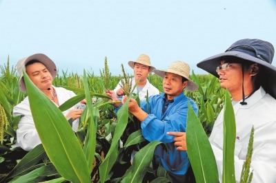 汤继华 万里挑一 做强玉米中国芯