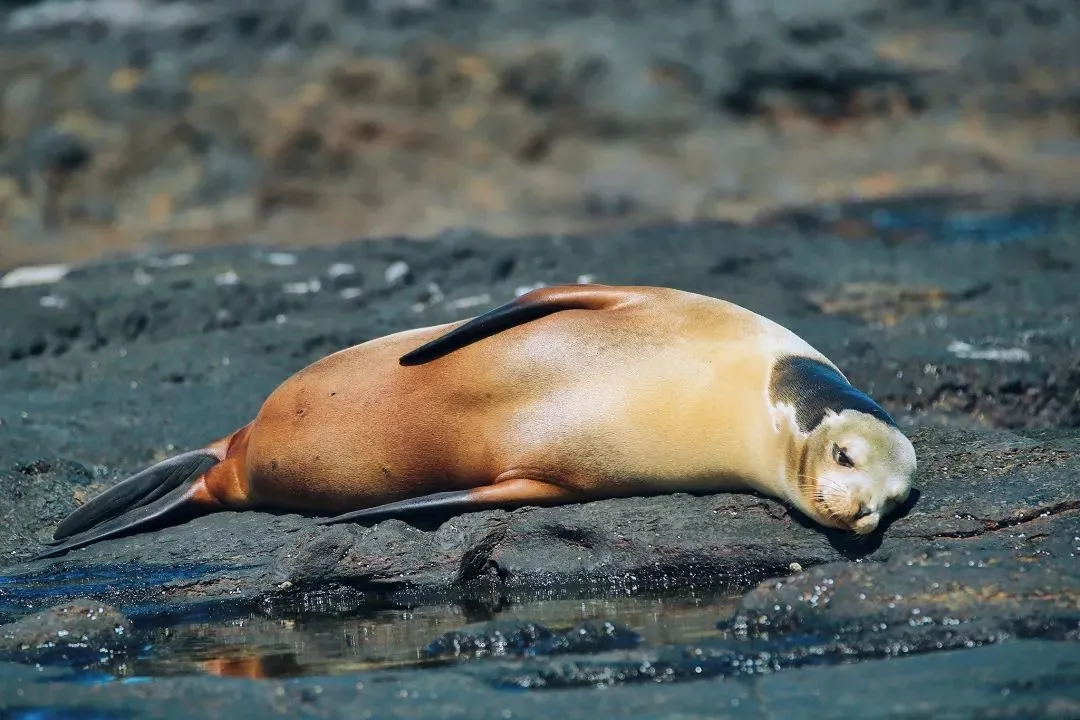 南纬1°奇幻加拉帕戈斯，神奇动物在这里