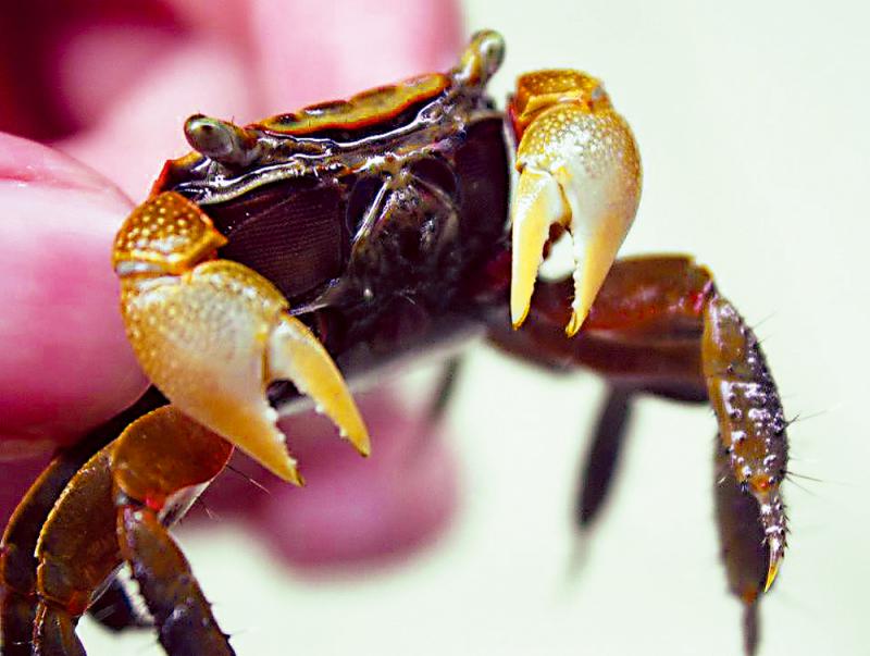 ﻿穷尽蟛蜞膏鲜美