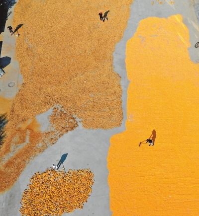 好一幅锦绣晒秋图