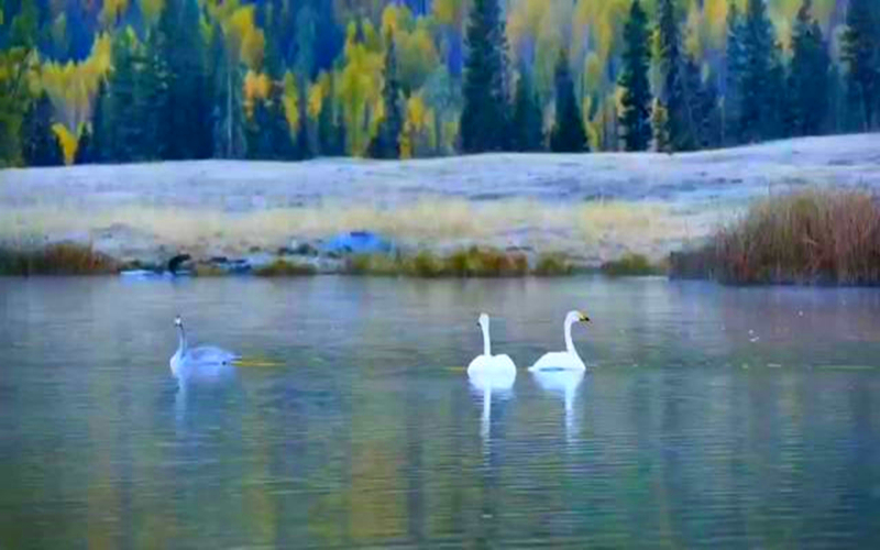看Ta，在喀纳斯湖畔舞出金秋新风景