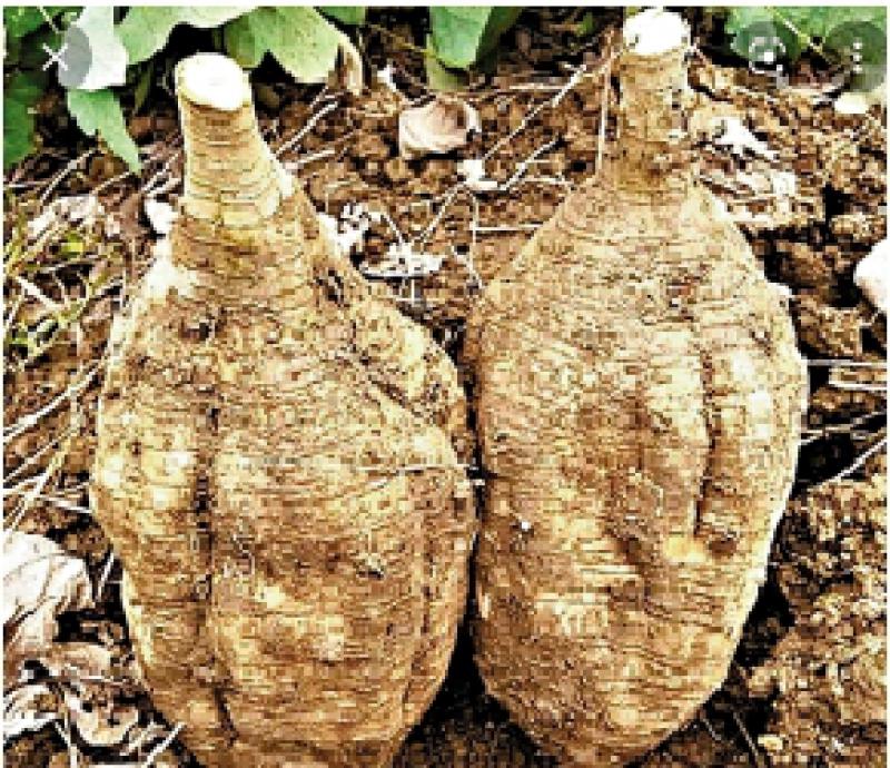 ﻿明医手记/葛根：治病养生佳品\严丽明