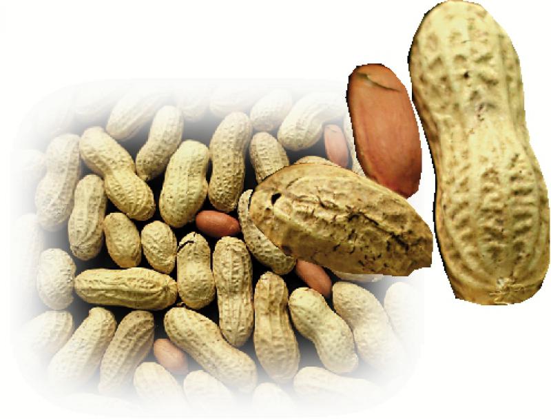 ﻿药食同源/花生补气润肺