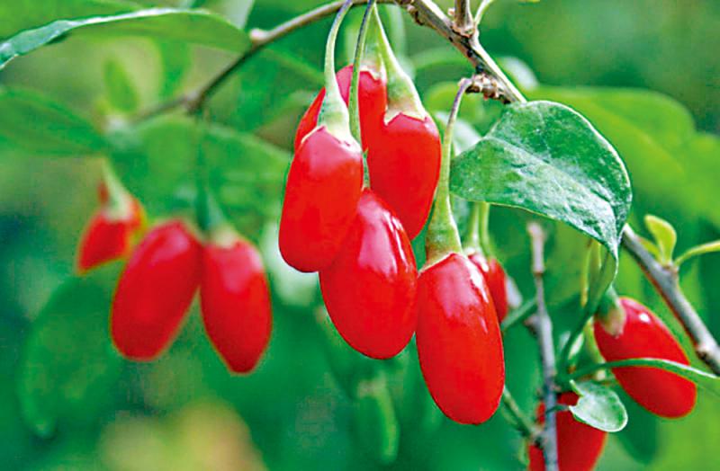 ﻿药食同源/杞子滋补肝肾