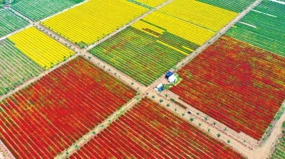 旱地改水田 万亩稻花香