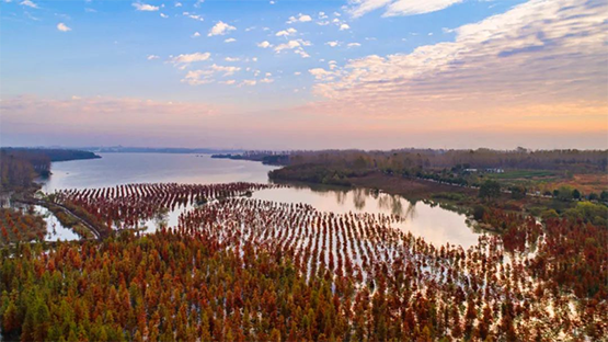 「蜀」美如畫 合肥林長制繪就「植」此青綠