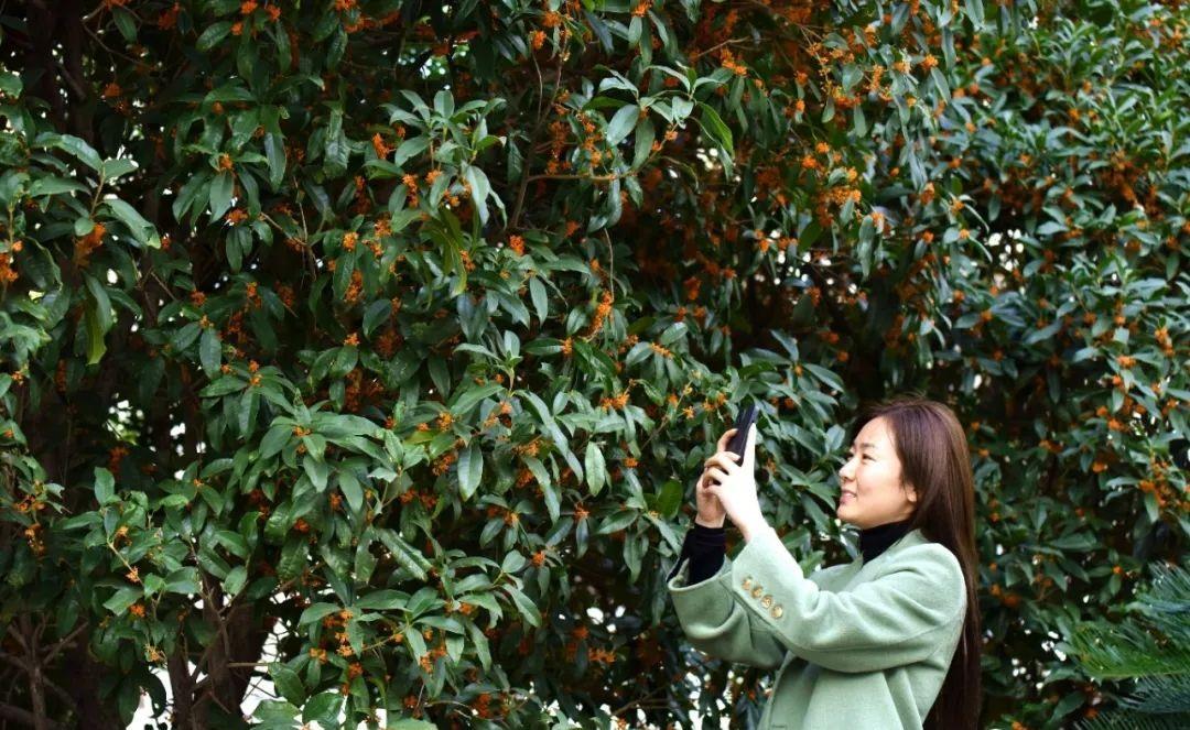 安徽巢湖：滿城盡飄桂花香