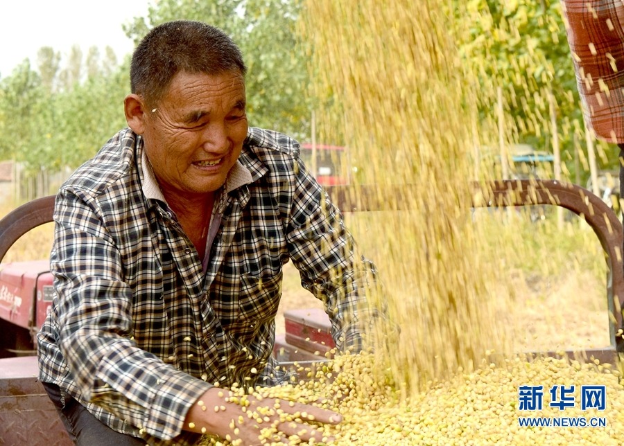 全省麦播基本结束 麦播面积将继续稳定在8500万亩以上