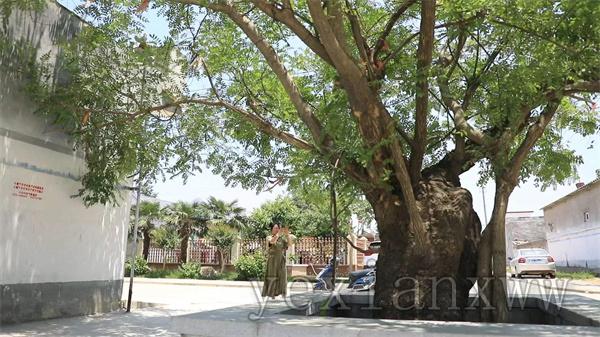 古槐樹下話春秋