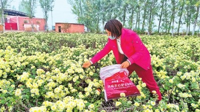 种植“皇府菊花” 打造乡村农旅融合新业态