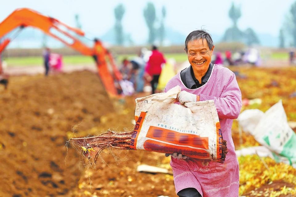 铁棍山药喜获丰收