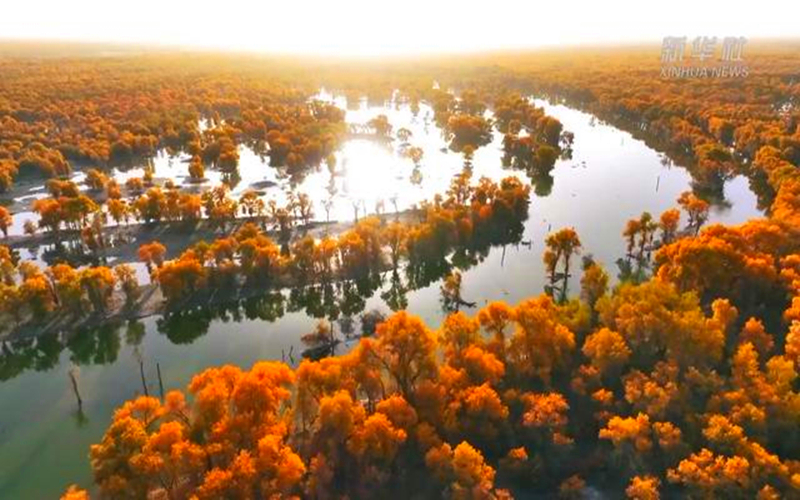 这些胡杨，因TA焕发勃勃生机！