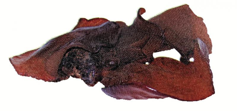 ﻿养气血祛瘀汤水