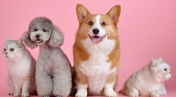 “双11”宠物消费迎爆发式增长 国产品牌有望脱颖而出