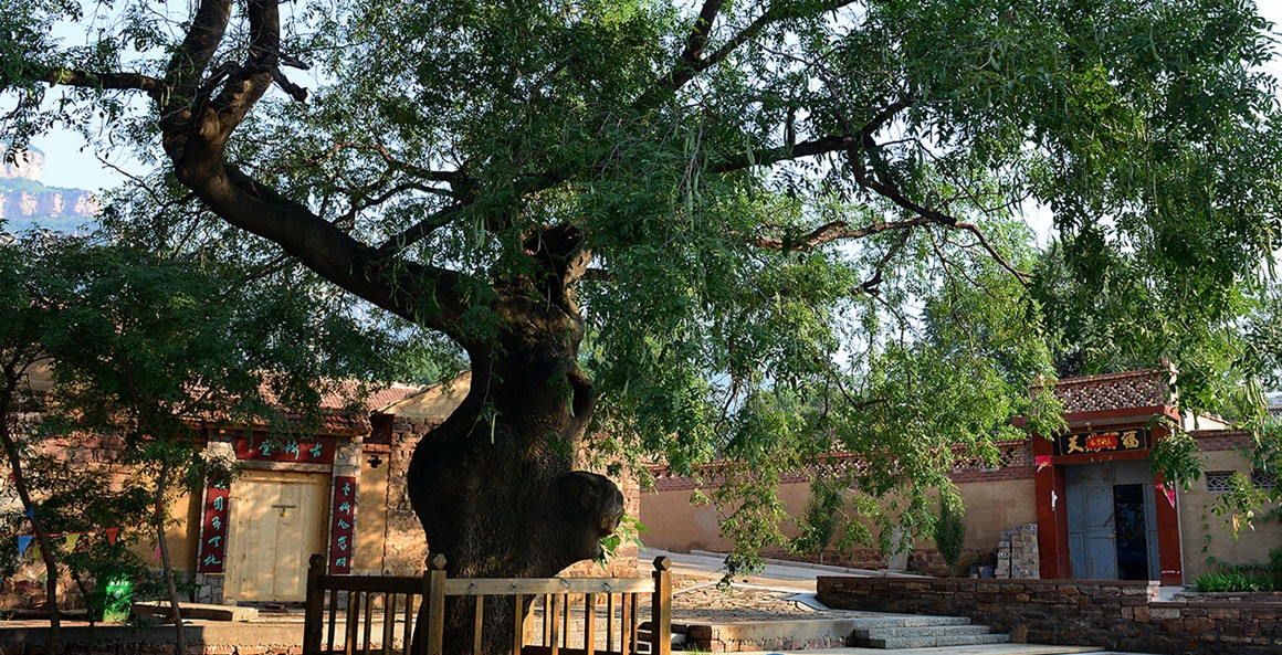 为乡村振兴贡献一己之力