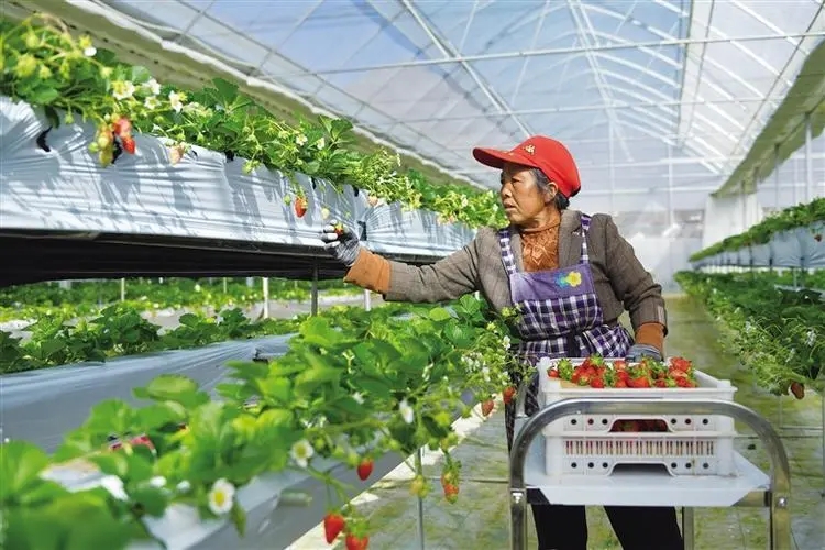  开封：让脱贫群众的日子“节节高”