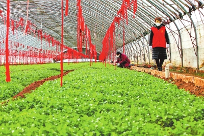  河南以“网”为媒 助农纾困