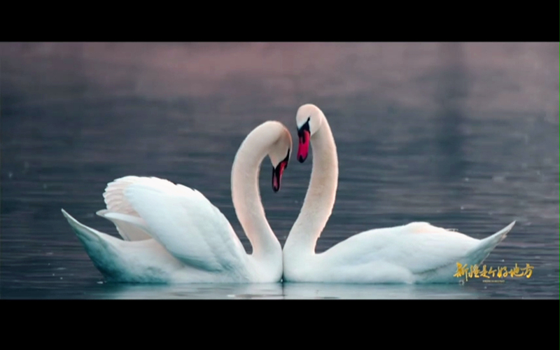 先睹为快！《冬季到新疆来滑雪》宣传片带你领略新疆冰雪之美