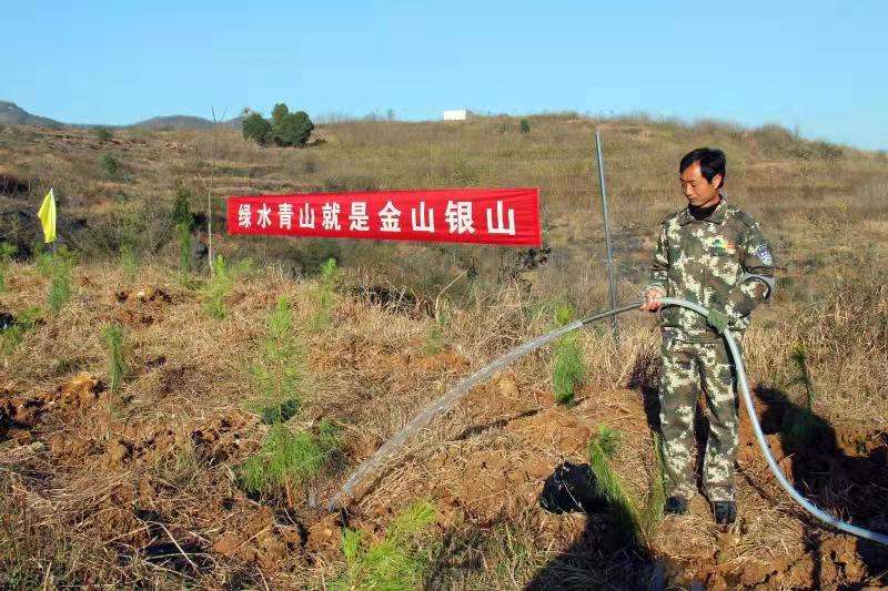 淅川：石头缝里种出一片林海