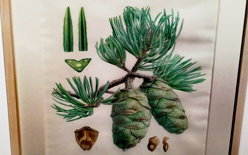 关注双年展 | 这些动植物画真是太美啦！