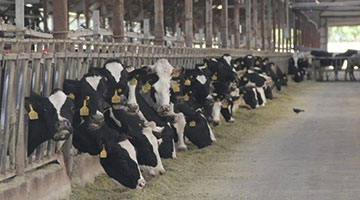 国内首次！克隆技术在奶牛良种繁育领域取得新突破