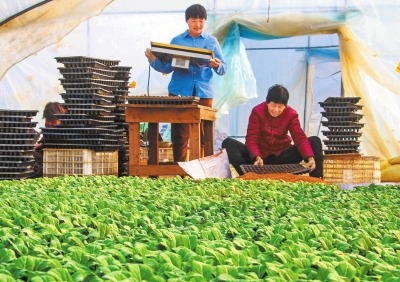 农民蔬菜育苗忙