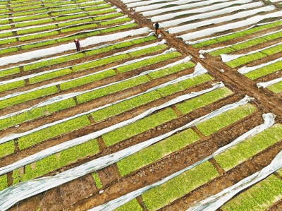 为种子装上智能“芯”