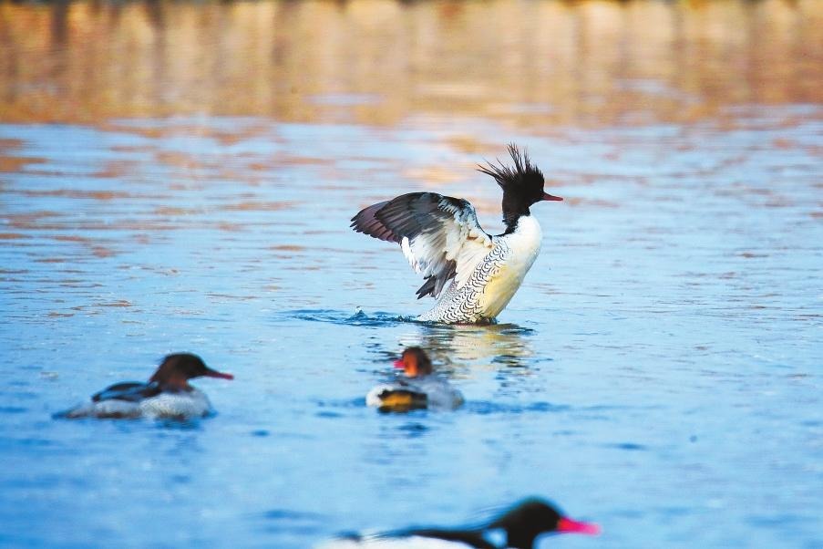 碧波嬉戏闹早春