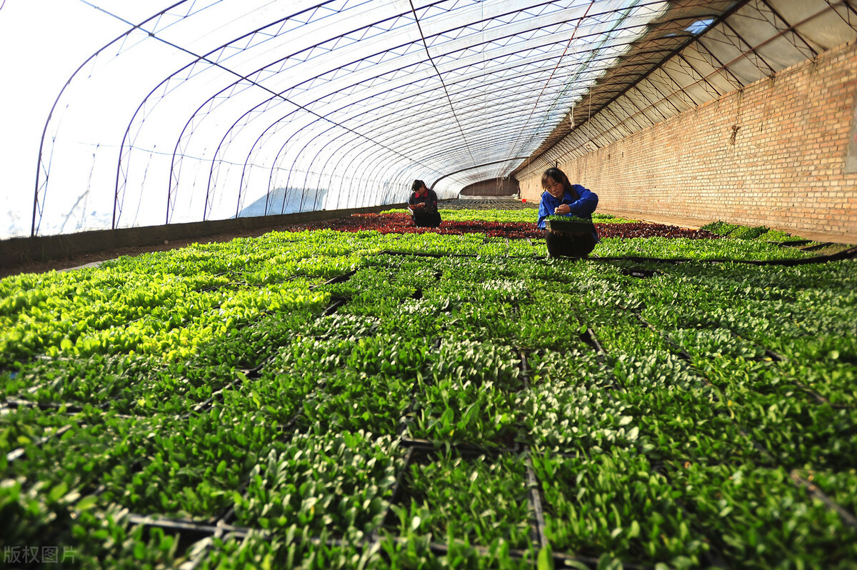 中央一号文件里的河南机遇