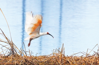 朱鹮首次现身南阳