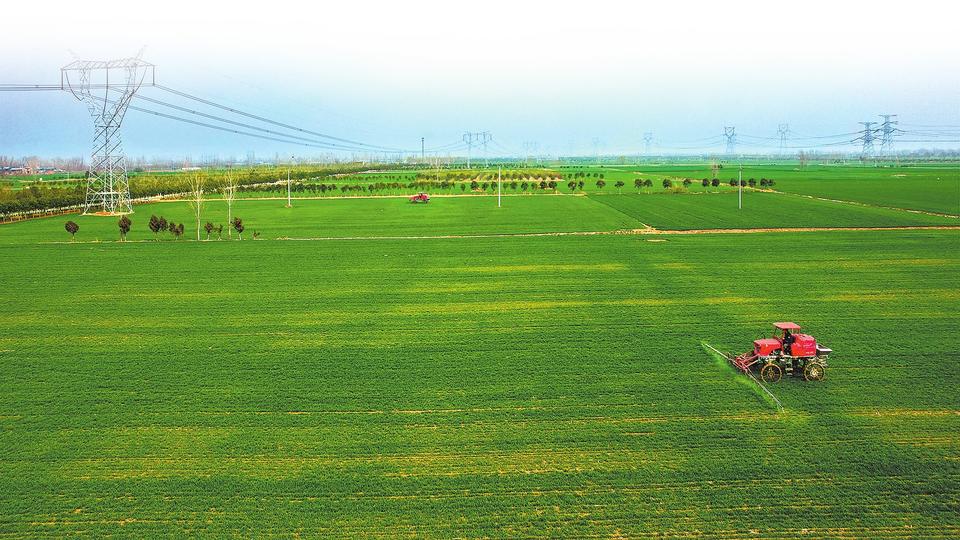 小麦“一喷三防” 减少病虫草害