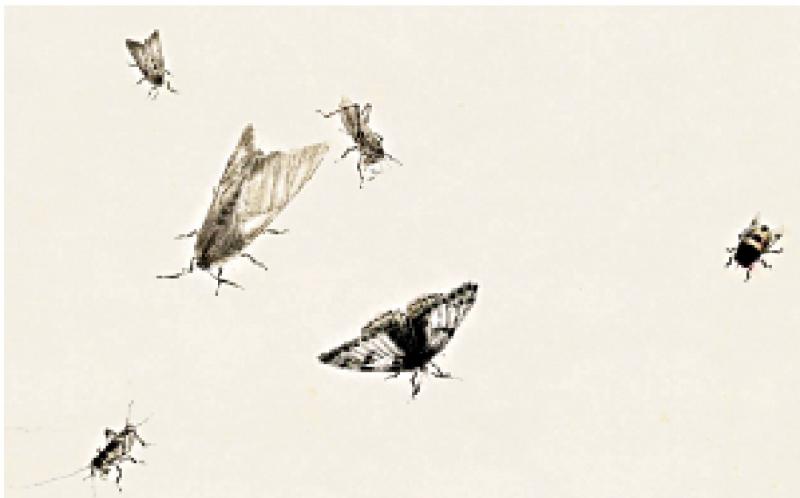 馆藏撷英/齐白石的草虫情结\閒雅