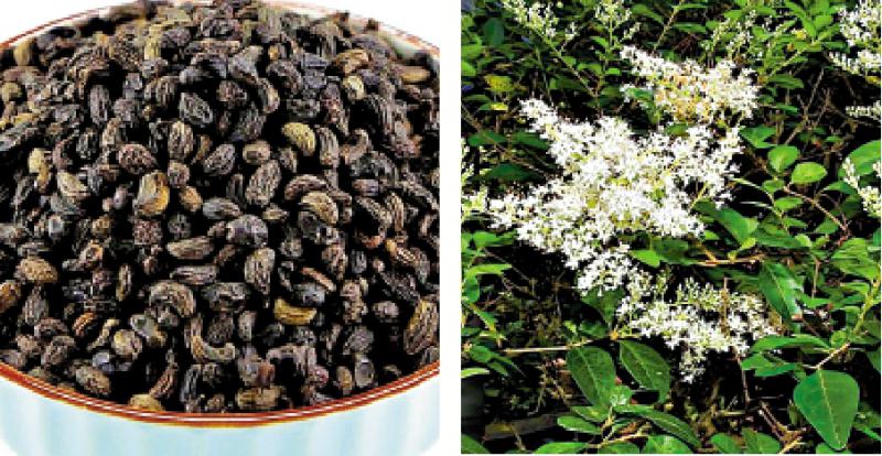 ﻿明医手记/女贞子：补肾滋阴 养肝明目\严丽明