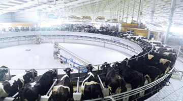 3年10亿营销费，增收不增利，认养一头牛“认养”了个寂寞？