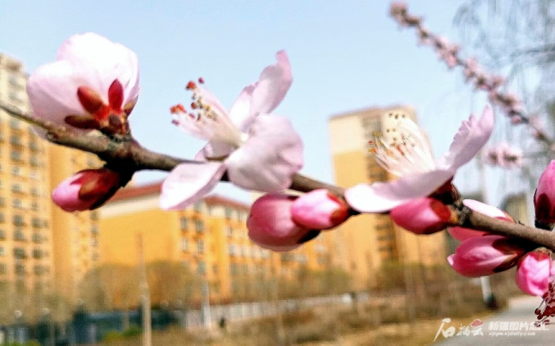新疆多地杏花陆续“上线”，寻春赏花攻略来啦！