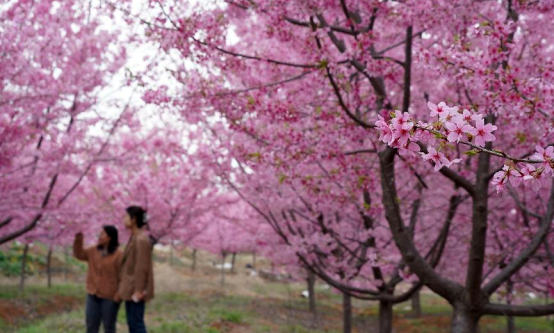 安徽巢湖：浪漫櫻花賦能鄉村振興