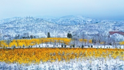 “赏花经济”秀出新花样