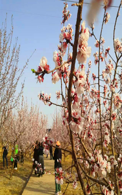 鄯善：杏花为媒 开启鄯善春游大幕