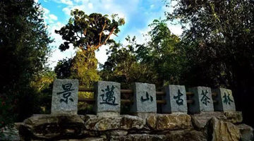 营收、净利三连降，澜沧古茶上市胜算有多大？