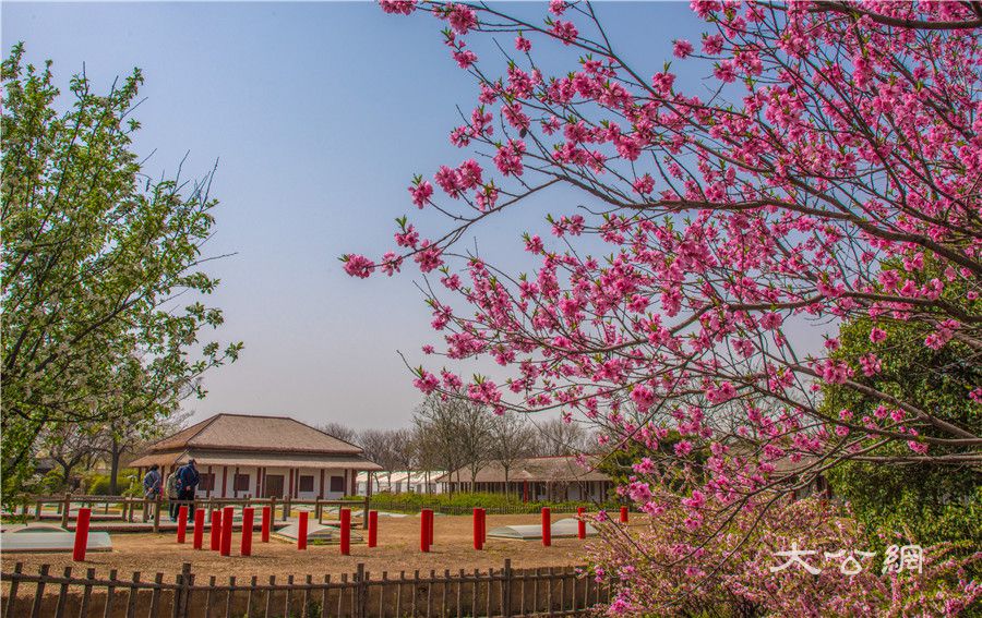 安陽:殷墟國家考古公園春日風光醉遊人