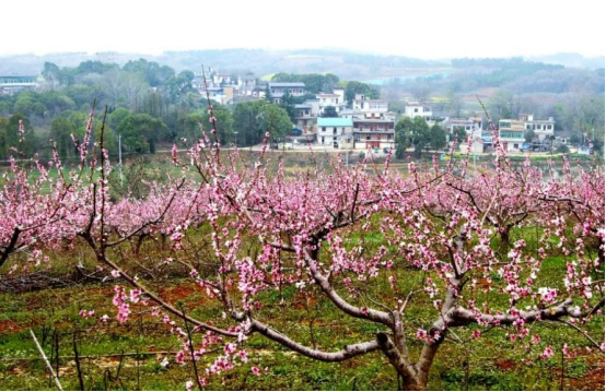 安徽巢湖：新農人返鄉創業 「桃花源」裏幸福來