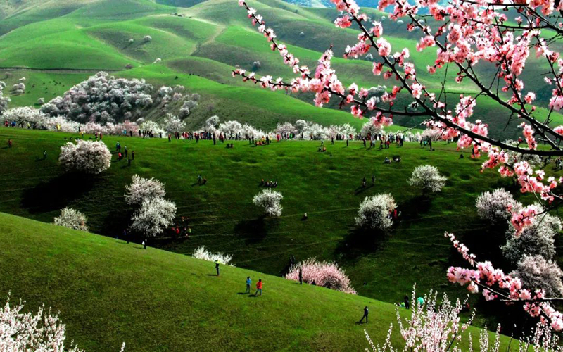 春天，去伊犁寻找小确“杏”（附实用攻略）