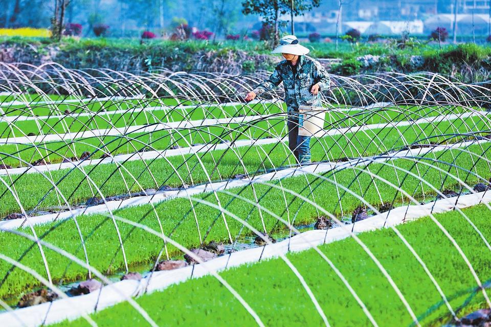 春耕备播忙育秧