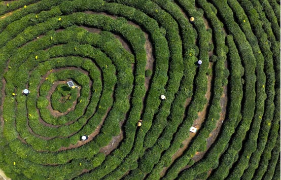 第十七屆太平猴魁茶文化旅遊節開幕