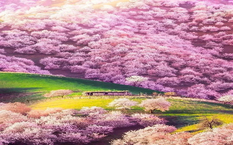 为抢抓旅游旺季有利时机，新疆文旅推出多项活动激发市场潜力