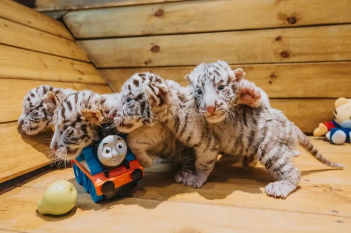 國內罕見！河南鄭州銀基動物王國喜迎「白虎六胞胎」